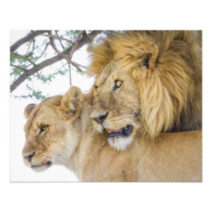 Löwe-Paar-Foto-Druck Fotodruck