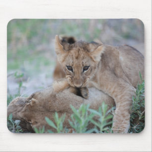 Löwe (Panthera leo), die Mütter beißen, Mousepad