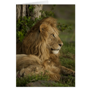 Löwe, Panthera leo, Lower Mara, Masai Mara GR,