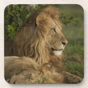 Löwe, Panthera leo, Lower Mara, Masai Mara GR, Getränkeuntersetzer