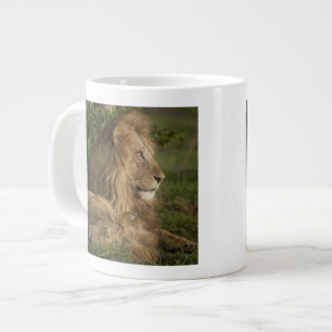 Löwe, Panthera leo, Lower Mara, Masai Mara GR, Jumbo-Tasse