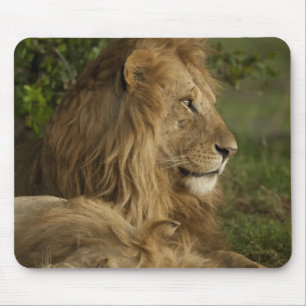 Löwe, Panthera leo, Lower Mara, Masai Mara GR, Mousepad