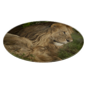 Löwe, Panthera leo, Lower Mara, Masai Mara GR, Schneidebrett