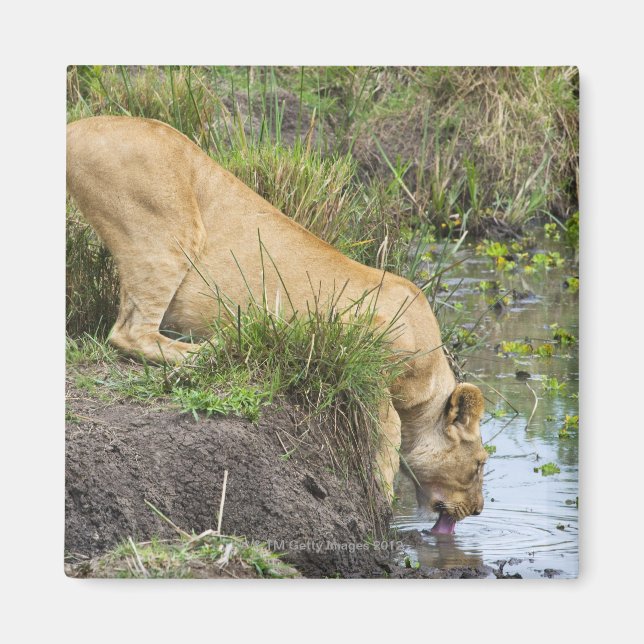 Löwe (Panthera leo), Masai Mara National Magnet (Vorne)