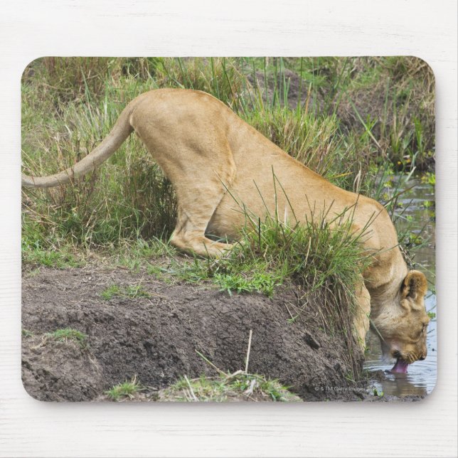 Löwe (Panthera leo), Masai Mara National Mousepad (Vorne)