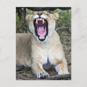 Löwe (Panthera leo), Masai Mara National Postkarte