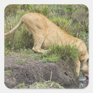 Löwe (Panthera leo), Masai Mara National Quadratischer Aufkleber