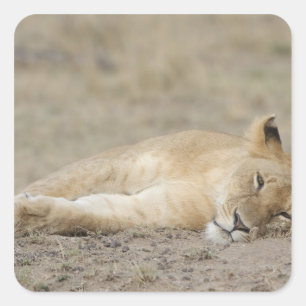 Löwe (Panthera leo), Ruhen, Masai Mara Spiel Quadratischer Aufkleber