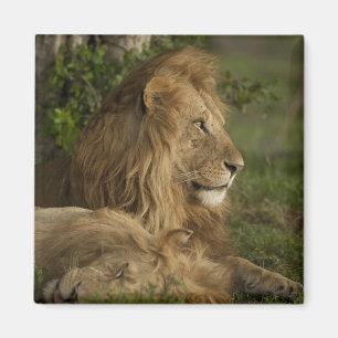 Löwe, Panthera leo, Untere Mara, Masai Mara GR, Magnet