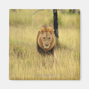 Löwe (Panthera Löwe) gehend in einen Wald, Magnet