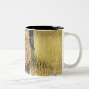 Löwe (Panthera Löwe) gehend in einen Wald, Zweifarbige Tasse