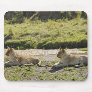 Löwe (Panthera Löwe), zwei junge Löwin, Masai Mousepad