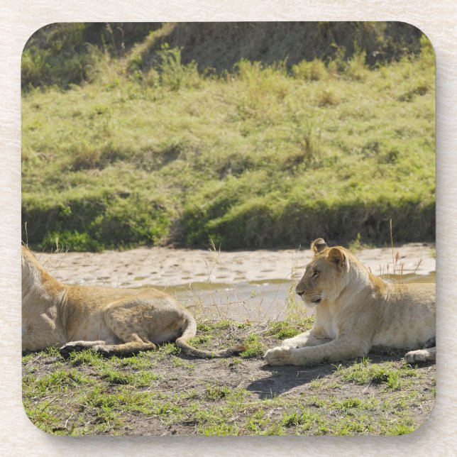 Löwe (Panthera Löwe), zwei junge Löwin, Masai Untersetzer (Vorderseite)