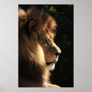 Löwe Poster