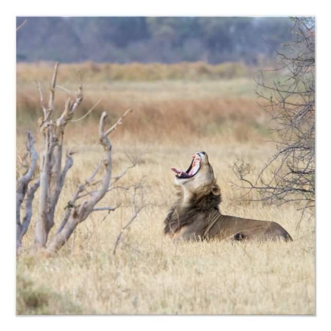 Löwe Poster (Vorderseite)