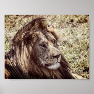 Löwe Poster