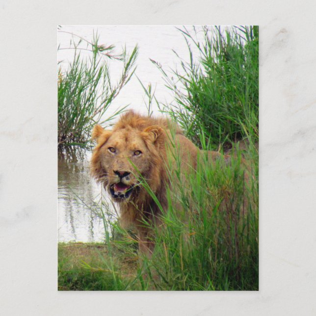 Löwe Postkarte (Vorderseite)
