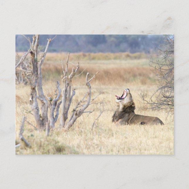 Löwe Postkarte (Vorderseite)