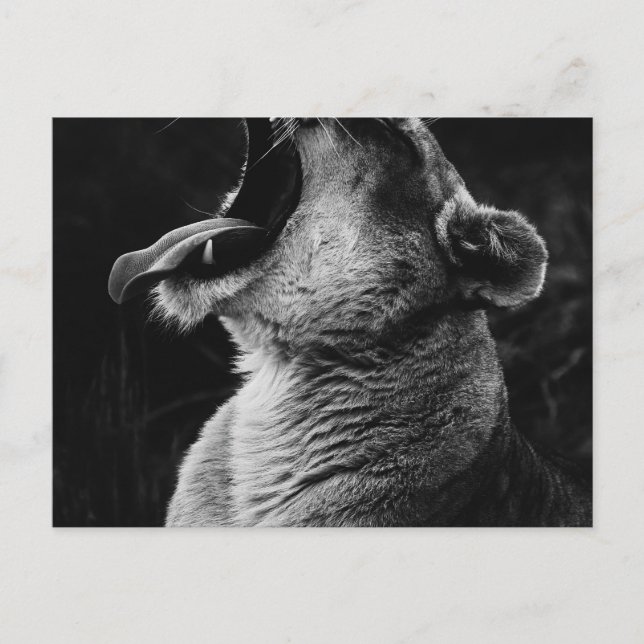 Löwe Postkarte (Vorderseite)