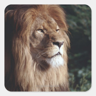 Löwe Quadratischer Aufkleber