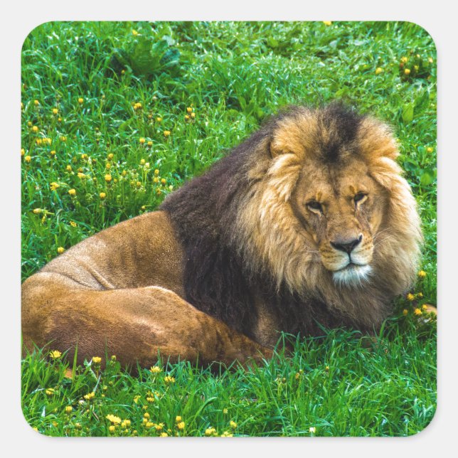 Löwe Relaxen im grünen Gras-Foto Quadratischer Aufkleber (Vorderseite)