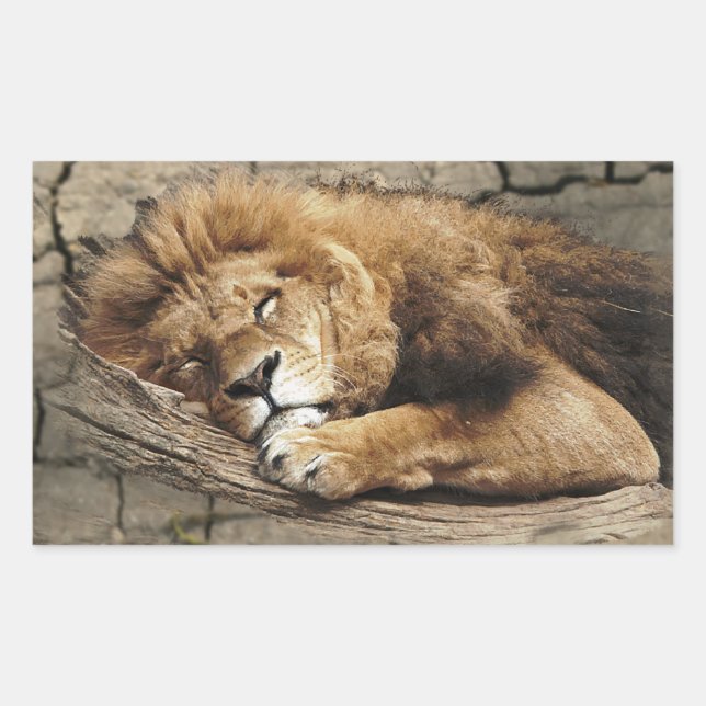 Löwe schlafend Tier Wildkatze Stein Rechteckiger Aufkleber (Vorderseite)
