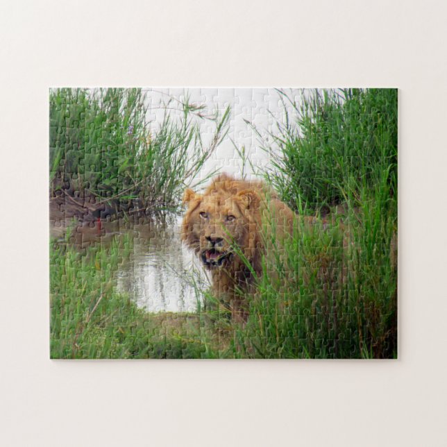 Löwe sieht aus (Horizontal)