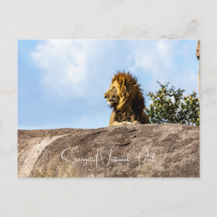 Löwe sitzt auf dem Felsen Postkarte