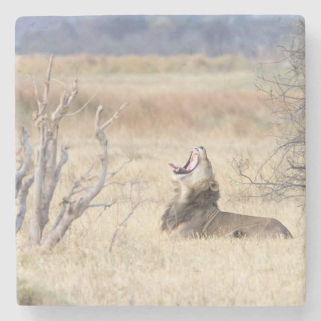 Löwe Steinuntersetzer (Vorderseite)