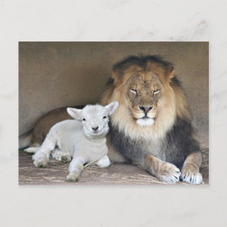 Löwe und Lamb Postkarte