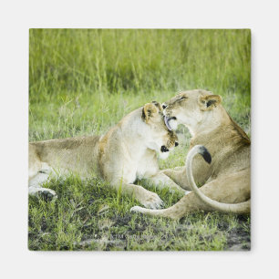 Löwe und Löwin, Afrika 2 Magnet