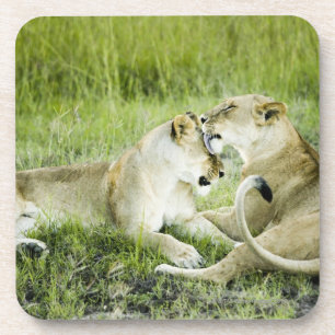 Löwe und Löwin, Afrika 2 Untersetzer