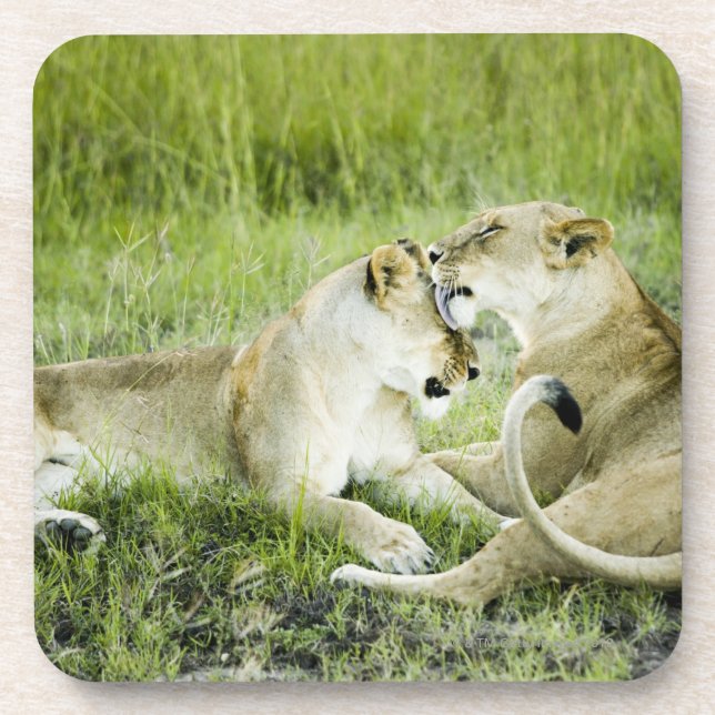 Löwe und Löwin, Afrika 2 Untersetzer (Vorderseite)