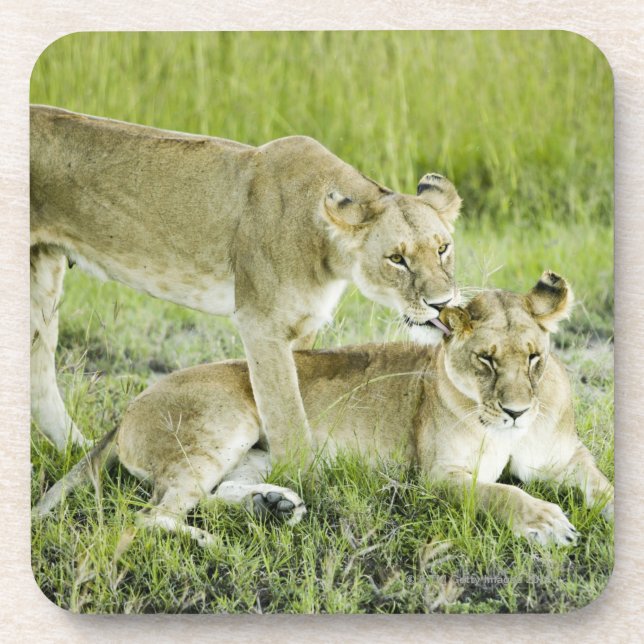 Löwe und Löwin, Afrika Getränkeuntersetzer (Vorderseite)