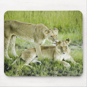 Löwe und Löwin, Afrika Mousepad