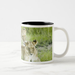 Löwe und Löwin, Afrika Zweifarbige Tasse