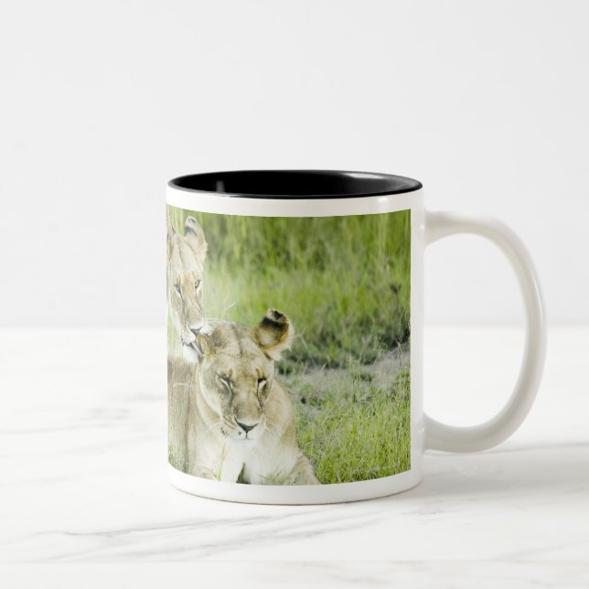 Löwe und Löwin, Afrika Zweifarbige Tasse (Rechts)
