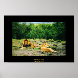 Löwe und Löwin Poster