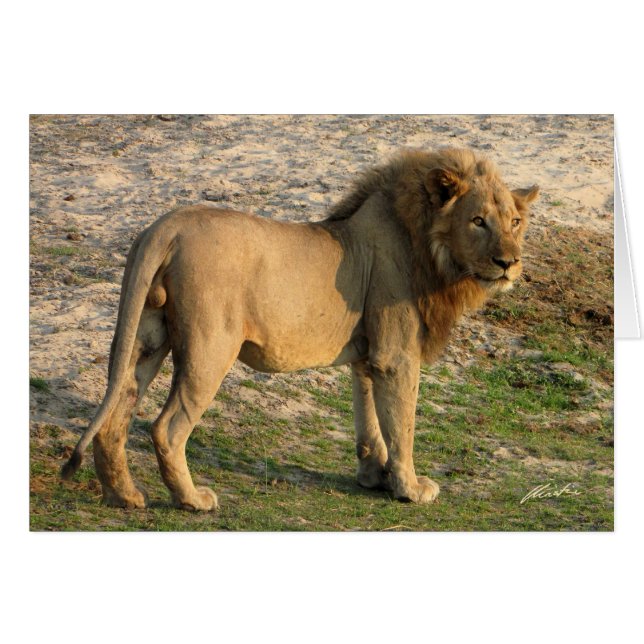 (Löwe-Verein-) Löwe stehend (Katavi, Tanzania) (Vorderseite (Horizontal))