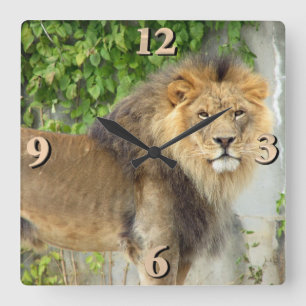 Löwe von Maasai Mara 2 Quadratische Wanduhr