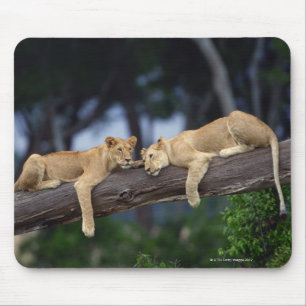 Löwejunge, die auf Baumast, Kenia, Afrika liegen Mousepad