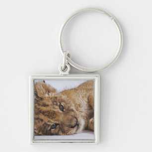 Löwejunges (Panthera Löwe) liegend auf Seite, Schlüsselanhänger
