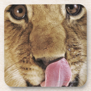 Löwejunges (Panthera Löwe) Nase, Nahaufnahme Getränkeuntersetzer