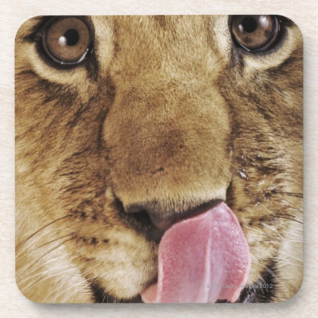 Löwejunges (Panthera Löwe) Nase, Nahaufnahme Getränkeuntersetzer (Vorderseite)
