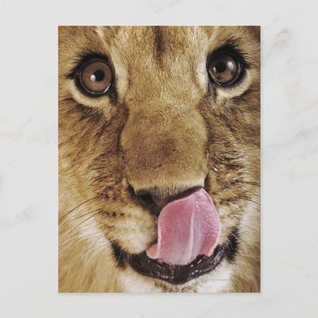 Löwejunges (Panthera Löwe) Nase, Nahaufnahme Postkarte (Vorderseite)