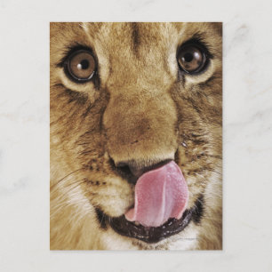 Löwejunges (Panthera Löwe) Nase, Nahaufnahme Postkarte
