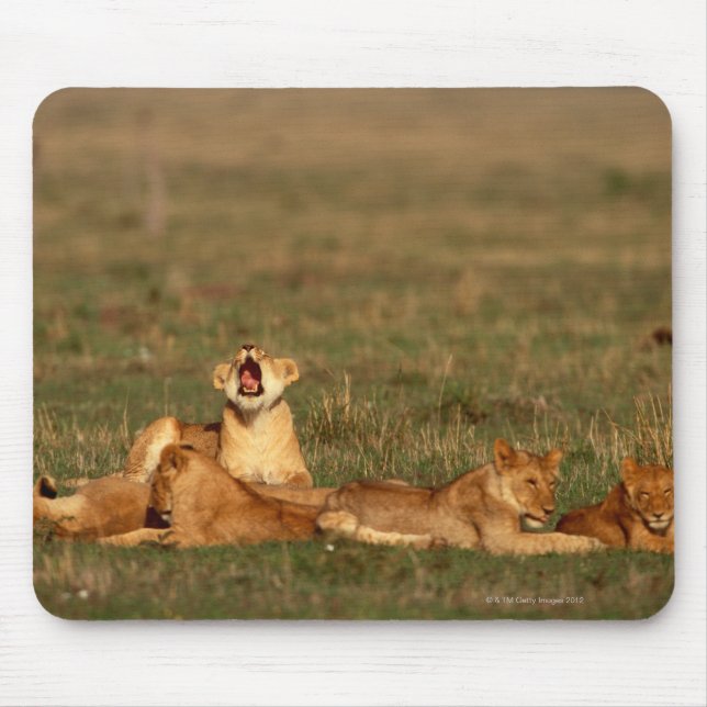 Löwen auf einer Savanne Mousepad (Vorne)