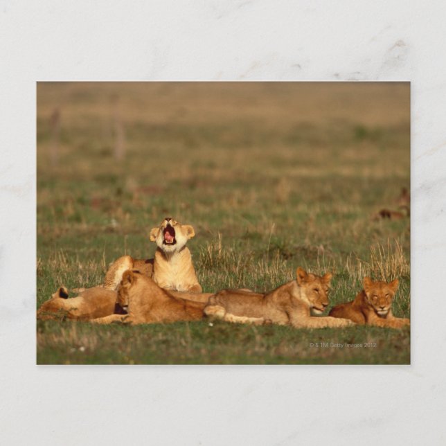 Löwen auf einer Savanne Postkarte (Vorderseite)
