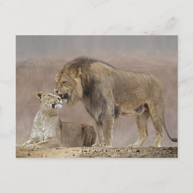 Löwen in Liebe Postkarte (Vorderseite)