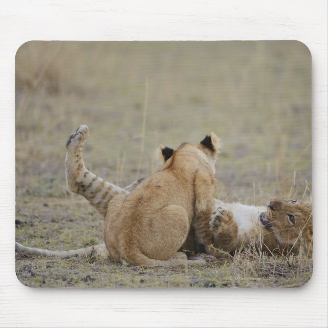 Löwen (Panthera leo), Grasjungen, Masai Mousepad (Vorne)